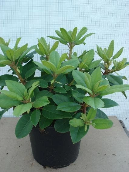 Rhododendron (Rhododendron Catawbiense 'Boursault') 6 Rhododendron (Rhododendron Catawbiense 'Boursault') - Afbeelding 6