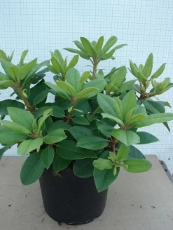 Rhododendron (Rhododendron Catawbiense 'Boursault') -Tuinplanten Winkel 20120305135536 2