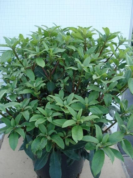 Bosrhododendron (Rhododendron Ponticum 'Roseum') 2 Bosrhododendron (Rhododendron Ponticum 'Roseum') - Afbeelding 2