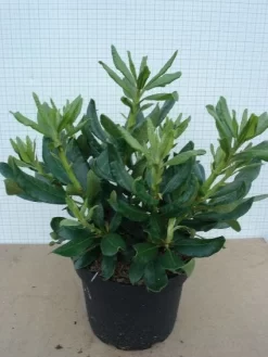 Rhododendron (Rhododendron 'Nova Zembla') -Tuinplanten Winkel 20120305140253 7
