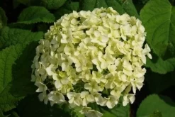 Hortensia (Hydrangea 'Strong Annabelle') -Tuinplanten Winkel 20120716105647 1 1