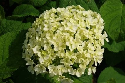 Hortensia (Hydrangea 'Strong Annabelle') 14 Hortensia (Hydrangea 'Strong Annabelle') - Afbeelding 14