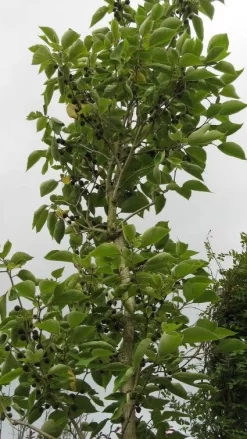 Papiermoerbei (Broussonetia Papyrifera) 6 Papiermoerbei (Broussonetia Papyrifera) -Tuinplanten Winkel 20120821143622 5