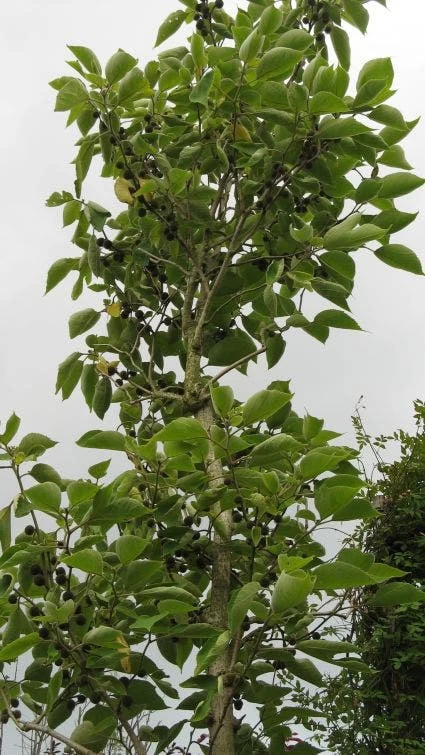 Papiermoerbei (Broussonetia Papyrifera) 3 Papiermoerbei (Broussonetia Papyrifera) - Afbeelding 3