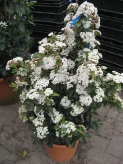 Groenblijvende Sneeuwbal (Viburnum Tinus 'Eve Price') 16 Groenblijvende Sneeuwbal (Viburnum Tinus 'Eve Price') -Tuinplanten Winkel 20120821145045 50 10