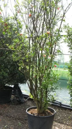 Granaatappel Als Struik (Punica Granatum) 12 Granaatappel Als Struik (Punica Granatum) -Tuinplanten Winkel 20120821153129 7