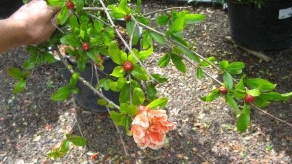 Granaatappel Als Struik (Punica Granatum) 3 Granaatappel Als Struik (Punica Granatum) - Afbeelding 3