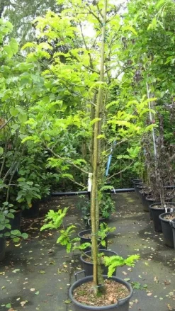 Geelbladige Christusdoorn (Gleditsia Triacanthos 'Sunburst') -Tuinplanten Winkel 20120824105054 35 7