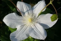 Bosrank (Clematis 'Madame Le Coultre') -Tuinplanten Winkel 20120903131948 1