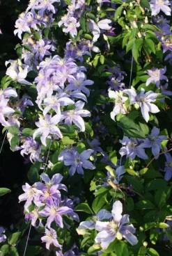 Bosrank (Clematis 'Justa') -Tuinplanten Winkel 20120919134633 1