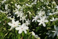 Bosrank (Clematis 'Madame Le Coultre') -Tuinplanten Winkel 20120919151411 1