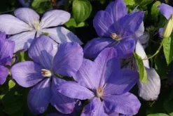 Bosrank (Clematis 'Mrs Cholmondeley') 15 Bosrank (Clematis 'Mrs Cholmondeley') -Tuinplanten Winkel 20120919151745 1