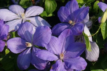 Bosrank (Clematis 'Mrs Cholmondeley') 8 Bosrank (Clematis 'Mrs Cholmondeley') - Afbeelding 8