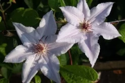 Bosrank (Clematis 'Snow Queen') -Tuinplanten Winkel 20120919152541 1