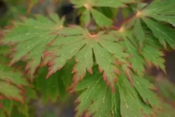 Japanse Esdoorn (Acer Japonicum 'Aconitifolium') -Tuinplanten Winkel 20121003154202 10