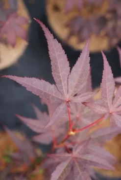 Japanse Esdoorn (Acer Palmatum 'Bloodgood') -Tuinplanten Winkel 20121003154430 12