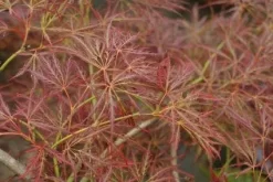 Japanse Esdoorn (Acer Palmatum 'Ornatum') -Tuinplanten Winkel 20121003155024 10