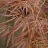 Japanse Esdoorn (Acer Palmatum 'Ornatum')