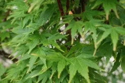 Japanse Esdoorn (Acer Palmatum 'Sangokaku') 19 Japanse Esdoorn (Acer Palmatum 'Sangokaku') -Tuinplanten Winkel 20121003155550 9