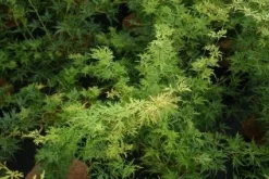 Japanse Esdoorn (Acer Palmatum 'Seiryu') -Tuinplanten Winkel 20121003155629 6