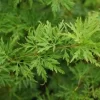 Japanse Esdoorn (Acer Palmatum 'Seiryu')