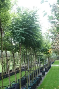 Bolacacia (Robinia Pseudoacacia 'Umbraculifera') -Tuinplanten Winkel 20121016132039 24