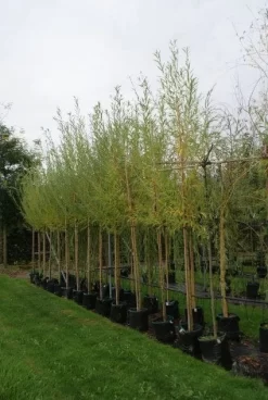 Knotwilg (Salix Alba) -Tuinplanten Winkel 20121016132723 13 1