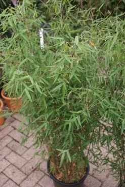 Niet Woekerende Bamboe (Fargesia 'Jiuzhaigou') -Tuinplanten Winkel 20121113150728 4