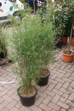 Niet Woekerende Bamboe (Fargesia 'Jiuzhaigou') -Tuinplanten Winkel 20121113150857 4