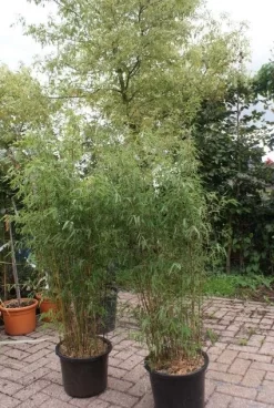 Niet Woekerende Bamboe (Fargesia 'Jiuzhaigou') 30 Niet Woekerende Bamboe (Fargesia 'Jiuzhaigou') -Tuinplanten Winkel 20121113150912 4 1