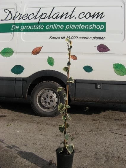 Kaukasische Klimop (Hedera Colchica 'Dentata Variegata') 2 Kaukasische Klimop (Hedera Colchica 'Dentata Variegata') - Afbeelding 2