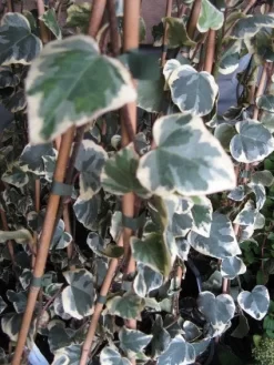 Kaukasische Klimop (Hedera Colchica 'Dentata Variegata')