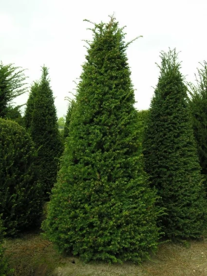 Taxus Als Pyramide (Taxus Baccata) 2 Taxus Als Pyramide (Taxus Baccata) - Afbeelding 2