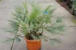 Dwergpalm (Chamaerops Humilis 'Cerifera') -Tuinplanten Winkel 20121229150623 2