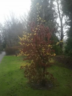 Toverhazelaar (Hamamelis Intermedia 'Arnold Promise') 15 Toverhazelaar (Hamamelis Intermedia 'Arnold Promise') -Tuinplanten Winkel 20130113135921 6 1