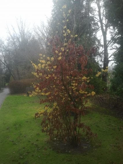 Toverhazelaar (Hamamelis Intermedia 'Arnold Promise') 8 Toverhazelaar (Hamamelis Intermedia 'Arnold Promise') - Afbeelding 8