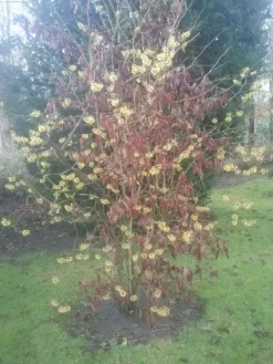 Toverhazelaar (Hamamelis Mollis) -Tuinplanten Winkel 20130113140034 40 8 1