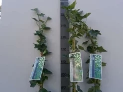 Klimop In Boogvorm (Hedera Hibernica) 6 Klimop In Boogvorm (Hedera Hibernica) -Tuinplanten Winkel 20130120142024 1 1