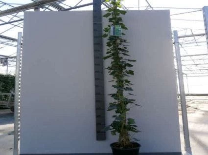 Klimop In Boogvorm (Hedera Hibernica) 1 Klimop In Boogvorm (Hedera Hibernica)