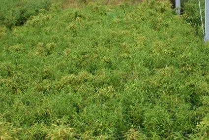 Niet Woekerende Bamboe (Fargesia Robusta) 3 Niet Woekerende Bamboe (Fargesia Robusta) - Afbeelding 3