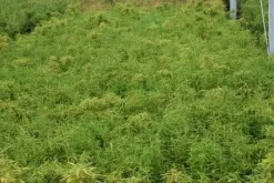 Niet Woekerende Bamboe (Fargesia Robusta) -Tuinplanten Winkel 20130121115059 5