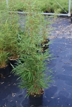 Niet Woekerende Bamboe (Fargesia Robusta) -Tuinplanten Winkel 20130121115128 5