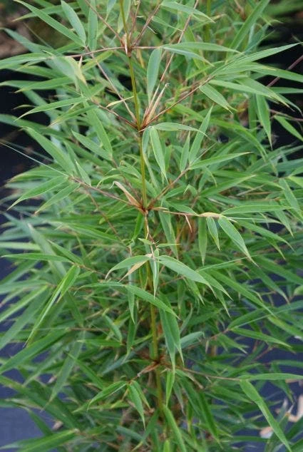 Niet Woekerende Bamboe (Fargesia Robusta) 2 Niet Woekerende Bamboe (Fargesia Robusta) - Afbeelding 2