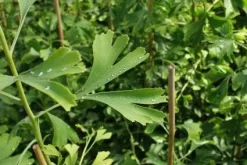 Japanse Notenboom (Ginkgo Biloba) -Tuinplanten Winkel 20130121120928 10 1