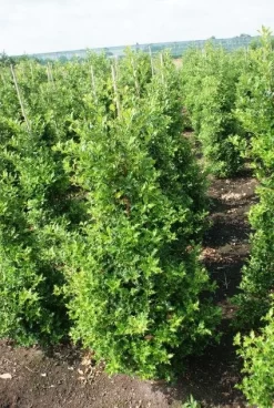 Hulst (Ilex Aquifolium 'Silver Queen') -Tuinplanten Winkel 20130121124351 11