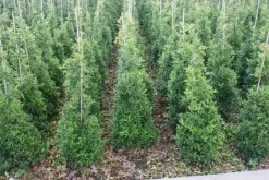 Hulst (Ilex Aquifolium 'Silver Queen')