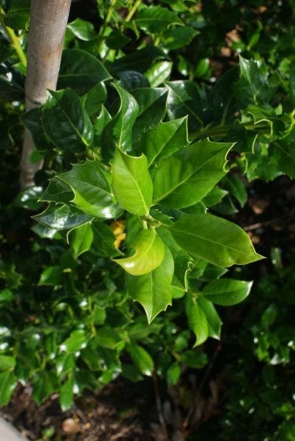 Hulst (Ilex Aquifolium J.C. Van Tol) 4 Hulst (Ilex Aquifolium J.C. Van Tol) - Afbeelding 4