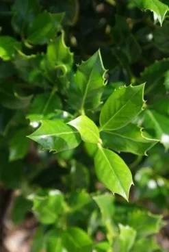 Hulst (Ilex Aquifolium J.C. Van Tol) 10 Hulst (Ilex Aquifolium J.C. Van Tol) -Tuinplanten Winkel 20130121125258 11 1