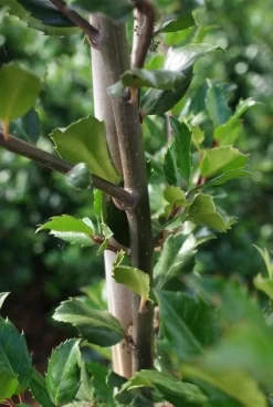 Blauwe Hulst (Ilex Meserveae 'Blue Prince') 15 Blauwe Hulst (Ilex Meserveae 'Blue Prince') -Tuinplanten Winkel 20130121125422 10