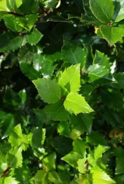 Blauwe Hulst (Ilex Meserveae 'Blue Prince') 14 Blauwe Hulst (Ilex Meserveae 'Blue Prince') -Tuinplanten Winkel 20130121125453 10